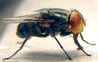 USDA funds 40 New World screwworm projects through Grand Challenge USDA is funding 40 new projects with over $100 million to combat New World screwworm. Several Texas universities were awarded funding.