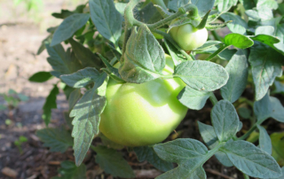Garden grants help homeschool students grow agricultural knowledge Homeschool educators can spark students’ interest in agriculture through garden grants offered by Texas Farm Bureau (TFB).