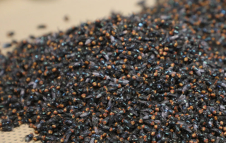 Sterile fly production facility in Mexico set to open soon USDA officials say the Metapa sterile fly facility in Mexico is set to come online this month, which will significantly increase the supply of sterile flies used to combat New World screwworm.