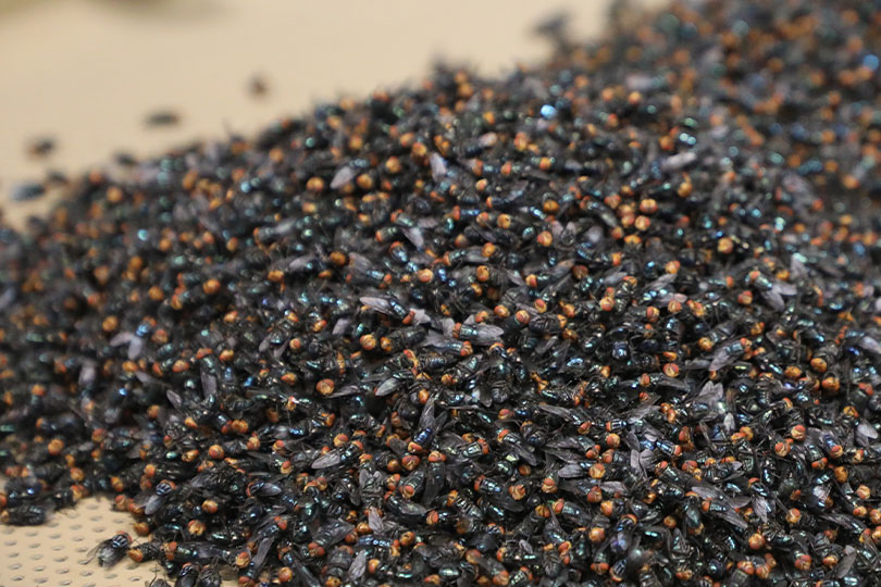 Sterile fly production facility in Mexico set to open soon USDA officials say the Metapa sterile fly facility in Mexico is set to come online this month, which will significantly increase the supply of sterile flies used to combat New World screwworm.