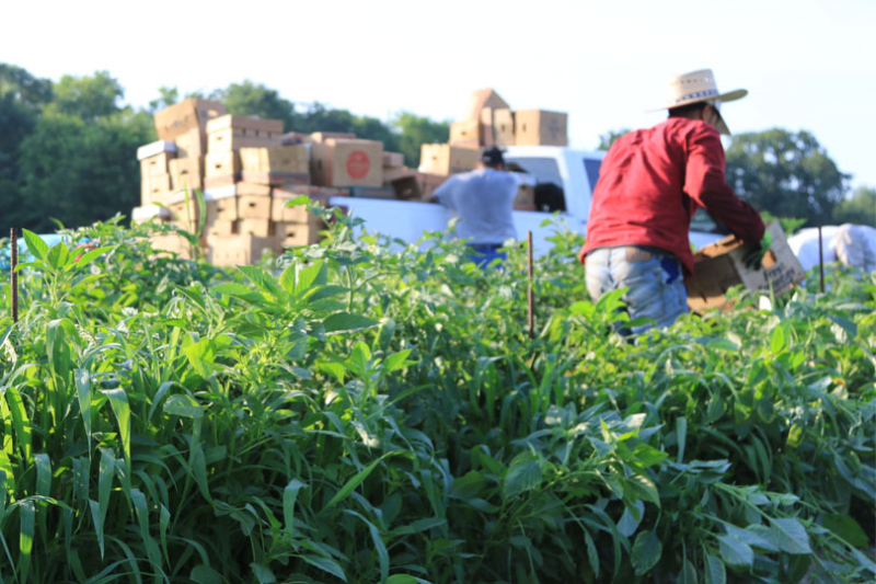 Thompson expected to release ag labor draft soon U.S. House Agriculture Committee Chairman Glenn “GT” Thompson said a long-awaited discussion draft to reform the H-2A agricultural guestworker visa program will be released soon.
