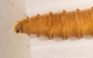 Free New World screwworm inspector training launches A free online course aims to help expand the number of certified New World screwworm inspectors across the state.