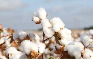 USDA announces plan to strengthen U.S. cotton The U.S. Department of Agriculture (USDA) announced a new initiative aimed at strengthening the U.S. cotton industry as growers continue to face economic challenges.