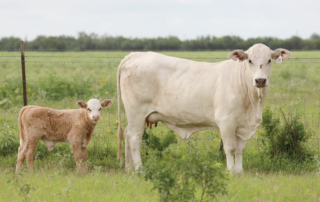 South Texas rancher stays vigilant after finding first U.S. screwworm case A routine check on a cattle herd in South Texas led to the confirmation of the first case of New World screwworm in Texas in 60 years.
