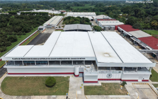 Sterile fly production facility opens in Mexico More sterile flies are coming to the U.S. soon. A renovated facility is now open in Metapa, Mexico, that will produce up to 100 million sterile flies per week by the end of the year.