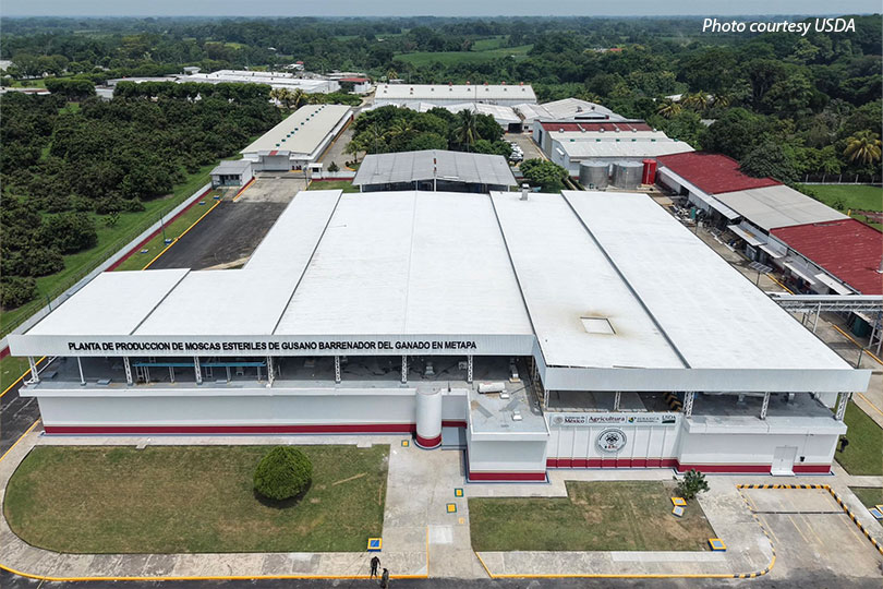 Sterile fly production facility opens in Mexico More sterile flies are coming to the U.S. soon. A renovated facility is now open in Metapa, Mexico, that will produce up to 100 million sterile flies per week by the end of the year.