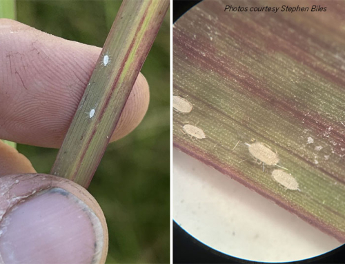 Warm, wet conditions fuel pest concerns across Texas