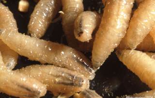 New World screwworm confirmed in three-week old calf in Texas New World screwworm has been confirmed in a three-week-old calf near La Pryor in Zavala County. This marks the first U.S. detection in several decades.