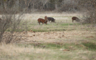 USDA makes $35 million in feral swine control funding available USDA is making $35 million available for partnerships to combat feral hogs in 14 states, including Texas.