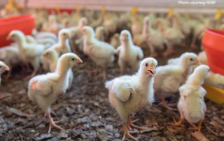 USDA to rescind meat sector competition rules USDA plans to rescind two Packers and Stockyards Act rules finalized during the Biden administration.