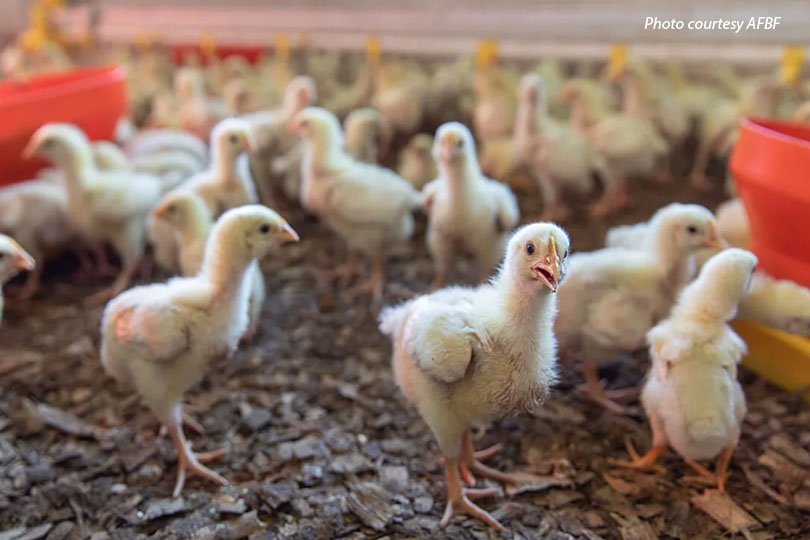 USDA to rescind meat sector competition rules USDA plans to rescind two Packers and Stockyards Act rules finalized during the Biden administration.