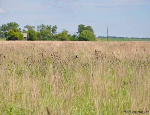 USDA accepts over 106,000 acres in Texas into CRP