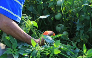 Thompson unveils bill to address ag labor issues House Ag Committee Chairman Glenn "GT" Thompson unveiled legislation to significantly expand and modernize the H-2A agricultural guest worker program.