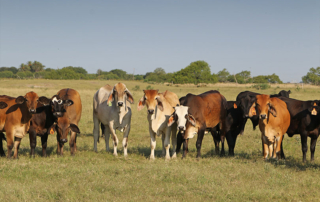USDA plans phased reopening of southern ports USDA announced it will begin a phased reopening of southern ports for livestock trade starting in Arizona.