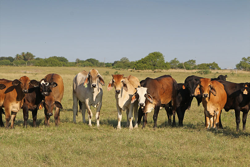 USDA plans phased reopening of southern ports USDA announced it will begin a phased reopening of southern ports for livestock trade starting in Arizona.