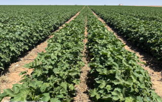 South Plains cotton farmer cautiously optimistic despite dry conditions Dry conditions made for a challenging start to the growing season, but South Plains cotton farmer Brennen Johnson remains cautiously optimistic about this year's crop.