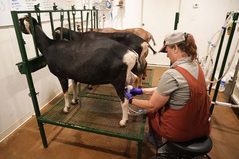 Needville farm finds sweet success with goat milk popsicles Just outside Houston’s expanding suburbs, a micro goat dairy in Needville is winning customers over one popsicle at a time.