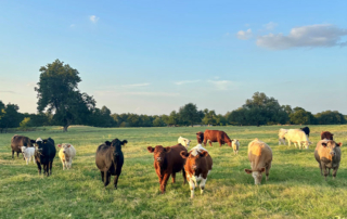 Texas pastures enter summer in good shape Recent rainfall has brought much needed relief to Texas pastures, but rising temperatures and humidity are increasing the risk of heat stress in livestock.