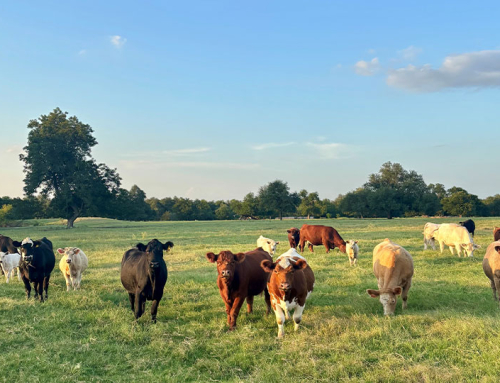 Texas pastures enter summer in good shape