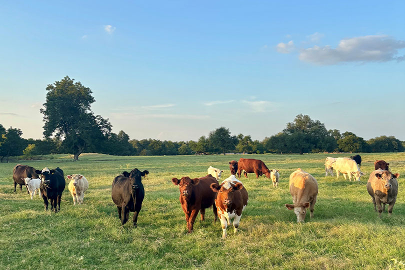 Texas pastures enter summer in good shape Recent rainfall has brought much needed relief to Texas pastures, but rising temperatures and humidity are increasing the risk of heat stress in livestock.
