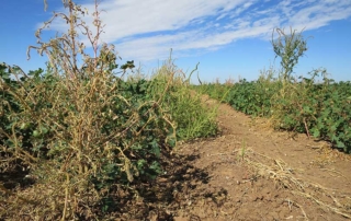 EPA approves new crop protection tools for farmers Farmers will have access to several crop protection tools after EPA approved registrations for three new active ingredients that can help manage weeds and diseases in a variety of crops.