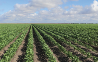 Executive order aims to lower fertilizer costs for farmers President Trump signs executive order to lower fertilizer costs by increasing phosphate fertilizer supplies and reducing prices for farmers.