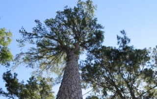 Texas forest industry strong despite challenges Texas' forest industry continues to provide a significant boost to the state's economy