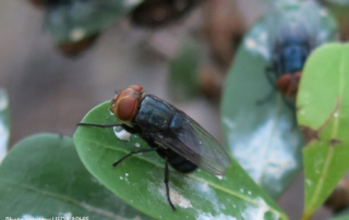 USDA shares plan to quarterly review NWS Response Playbook USDA released a roadmap for regularly reviewing and updating its New World Screwworm Response Playbook.
