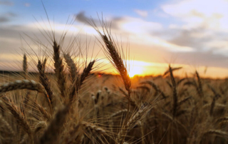 USDA announces crop insurance flexibility, restores prevented planting coverage The U.S. Department of Agriculture (USDA) announced changes that would give farmers additional flexibility to pay crop insurance premiums this year, and the option to purchase additional prevented planting coverage.