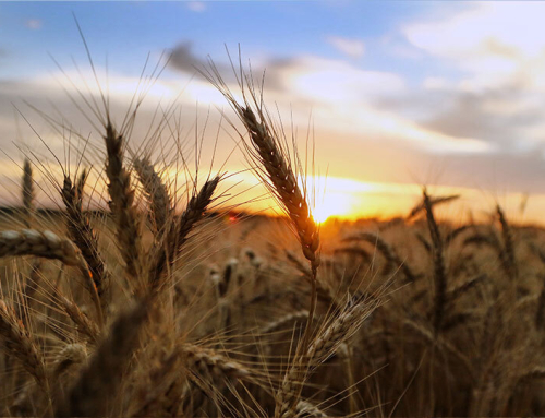 USDA announces crop insurance flexibility, restores prevented planting coverage