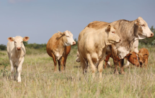 July cattle inventory report shows early signs of herd stabilization The latest cattle inventory report from the U.S. Department of Agriculture (USDA) shows the nation's cattle herd may be entering the early stages of stabilization.