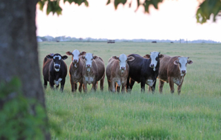 New World screwworm movement guidance available Animal owners and producers now have a new tool to help navigate livestock movement requirements related to New World screwworm.