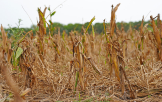 Texas farmer faces growing losses from deer damage Deer took a big bite out of Benjamin Hahn’s corn crop in DeWitt County. He shares the challenges of trying to farm while hundreds of deer roam his fields.