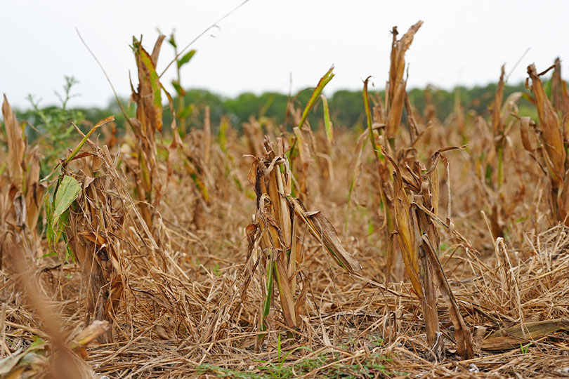 Texas farmer faces growing losses from deer damage Deer took a big bite out of Benjamin Hahn’s corn crop in DeWitt County. He shares the challenges of trying to farm while hundreds of deer roam his fields.