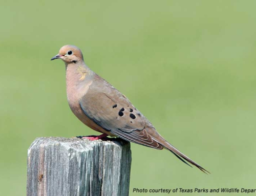 Dove season opens Sept. 1 with strong numbers