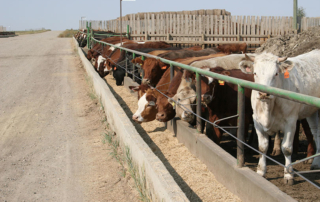Tyson to close beef plants in Illinois, Utah Tyson Foods is restructuring its beef processing network as tight cattle supplies continue to challenge the packing industry.