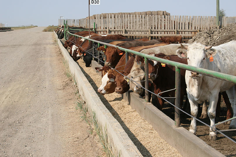 Tyson to close beef plants in Illinois, Utah Tyson Foods is restructuring its beef processing network as tight cattle supplies continue to challenge the packing industry.