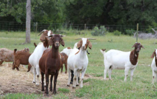 New World screwworm prevention drug approved for application The FDA issued an Emergency Use Authorization for a topical drug to help prevent New World screwworm infestations in livestock and some wildlife.