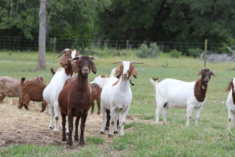 New World screwworm prevention drug approved for application The FDA issued an Emergency Use Authorization for a topical drug to help prevent New World screwworm infestations in livestock and some wildlife.
