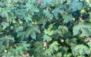 Drought puts pressure on South Plains cotton crop Hot, dry weather is taking a toll on cotton across the Texas South Plains.