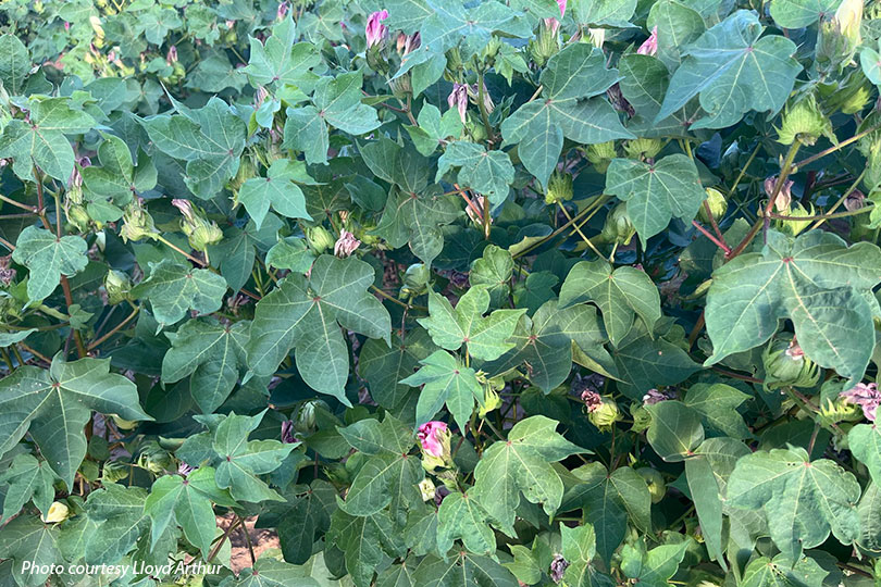 Drought puts pressure on South Plains cotton crop Hot, dry weather is taking a toll on cotton across the Texas South Plains.