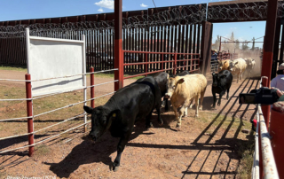 Mexican cattle imports resume through Arizona port Mexican cattle imports to the U.S. resumed Monday, Aug. 24, at the port of entry in Douglas, Arizona, for the first time in over a year.