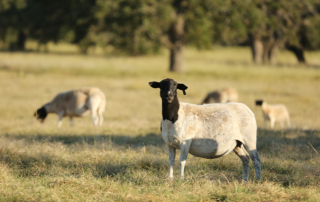 U.S. detects first case of scrapie in five years A case of classical scrapie was confirmed in a sheep slaughtered at a facility in Oregon.