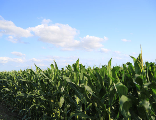 USDA announces 2026, 2027 enrollment for ARC, PLC
