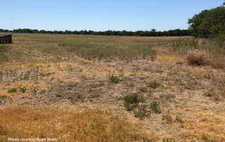 Drought, heat challenge Texas crops, pastures Drought has intensified in many areas following limited rainfall and triple-digit temperatures for several months.