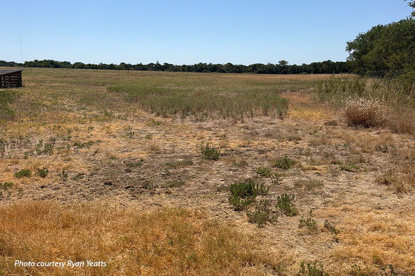 Drought, heat challenge Texas crops, pastures Drought has intensified in many areas following limited rainfall and triple-digit temperatures for several months.