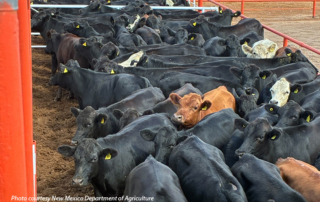 USDA reopens New Mexico port to livestock trade Mexican cattle imports resumed today at the Santa Teresa port of entry in New Mexico.