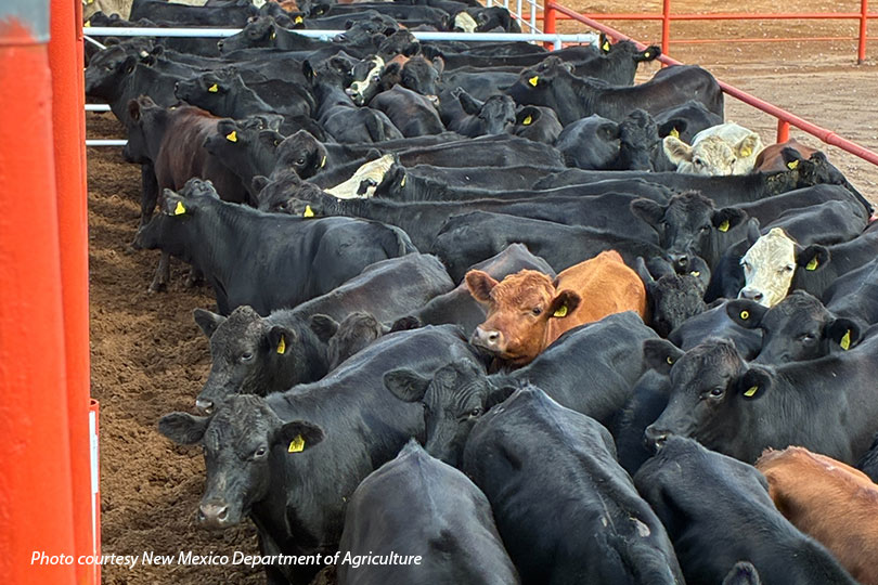 USDA reopens New Mexico port to livestock trade Mexican cattle imports resumed today at the Santa Teresa port of entry in New Mexico.
