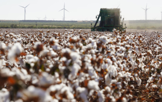 Free online tool for farm safety net elections A free online tool from the Texas A&M Agricultural and Food Policy Center can help farmers decide between Agriculture Risk Coverage and Price Loss Coverage.