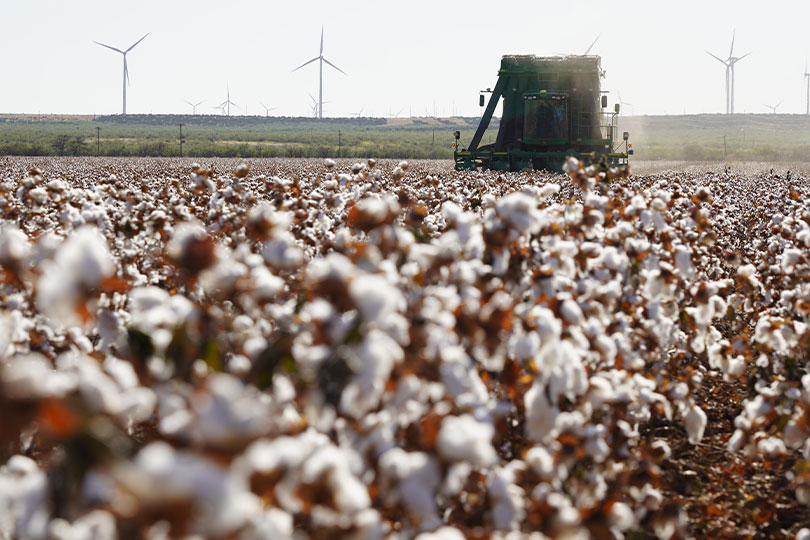 Free online tool for farm safety net elections A free online tool from the Texas A&M Agricultural and Food Policy Center can help farmers decide between Agriculture Risk Coverage and Price Loss Coverage.